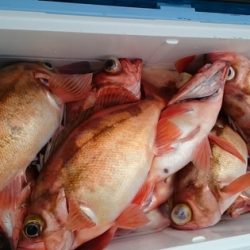 大進丸(新潟) 釣果