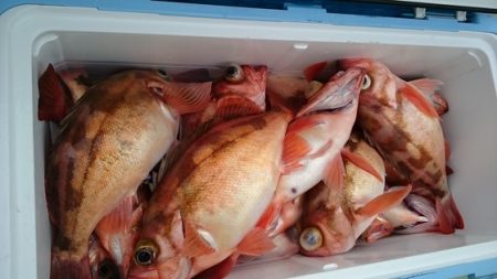 大進丸(新潟) 釣果