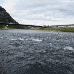 狩野川(狩野川漁業協同組合) 釣果