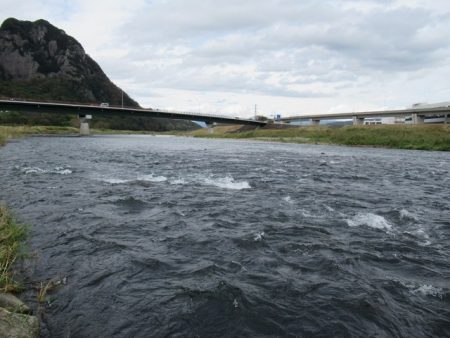 狩野川(狩野川漁業協同組合) 釣果