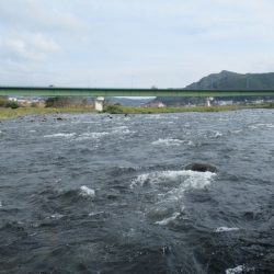 狩野川(狩野川漁業協同組合) 釣果