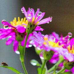 小菅トラウトガーデン 釣果