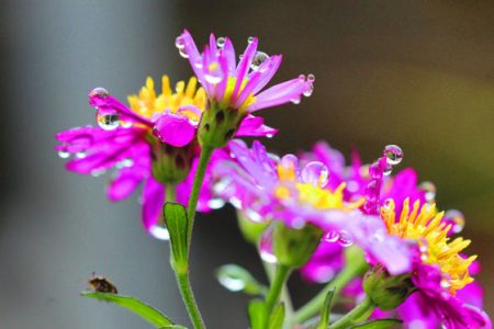 小菅トラウトガーデン 釣果