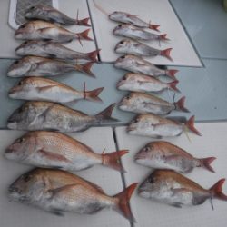 遊漁船 幸友丸 釣果