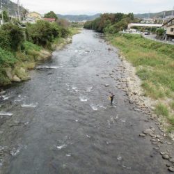 狩野川(狩野川漁業協同組合) 釣果