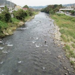 狩野川（狩野川漁業協同組合） 釣果