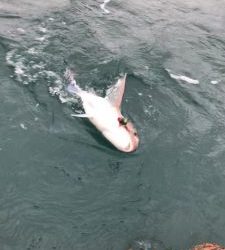 白墨丸 釣果