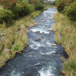 狩野川(狩野川漁業協同組合) 釣果