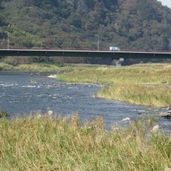 狩野川(狩野川漁業協同組合) 釣果