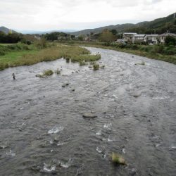 狩野川(狩野川漁業協同組合) 釣果