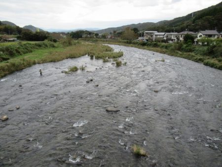狩野川(狩野川漁業協同組合) 釣果