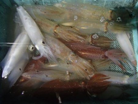 第二むつ漁丸 釣果