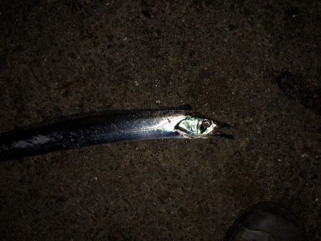 明石ワインド10