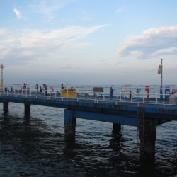 オリジナルメーカー海づり公園(市原市海づり施設) 釣果