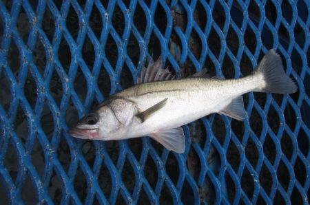 オリジナルメーカー海づり公園(市原市海づり…