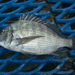 オリジナルメーカー海づり公園(市原市海づり施設) 釣果