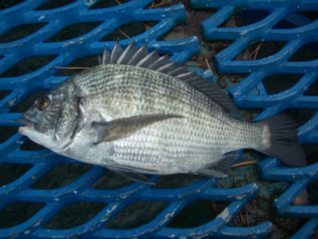 オリジナルメーカー海づり公園(市原市海づり施設) 釣果