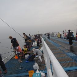 オリジナルメーカー海づり公園(市原市海づり施設) 釣果