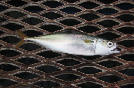 オリジナルメーカー海づり公園(市原市海づり…