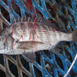 オリジナルメーカー海づり公園(市原市海づり施設) 釣果
