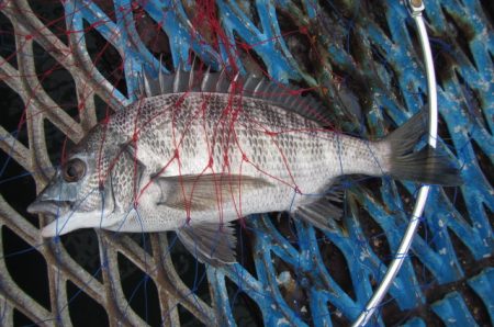 オリジナルメーカー海づり公園(市原市海づり施設) 釣果