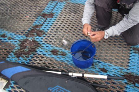 オリジナルメーカー海づり公園(市原市海づり施設) 釣果