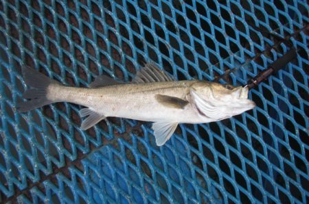 オリジナルメーカー海づり公園(市原市海づり施設) 釣果