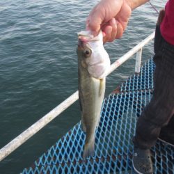 オリジナルメーカー海づり公園(市原市海づり施設) 釣果