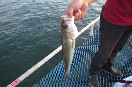 オリジナルメーカー海づり公園(市原市海づり施設) 釣果