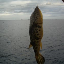 オリジナルメーカー海づり公園(市原市海づり施設) 釣果