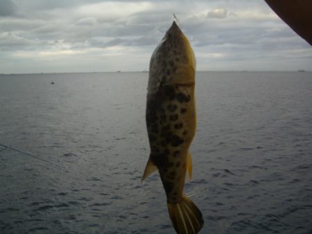 オリジナルメーカー海づり公園(市原市海づり施設) 釣果