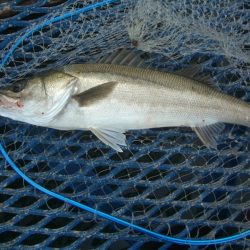 オリジナルメーカー海づり公園(市原市海づり施設) 釣果