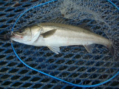 オリジナルメーカー海づり公園(市原市海づり施設) 釣果