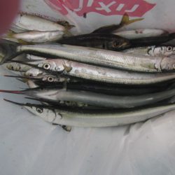 オリジナルメーカー海づり公園(市原市海づり施設) 釣果