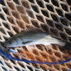 オリジナルメーカー海づり公園(市原市海づり施設) 釣果