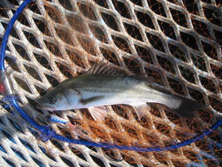 オリジナルメーカー海づり公園(市原市海づり施設) 釣果