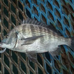 オリジナルメーカー海づり公園(市原市海づり施設) 釣果