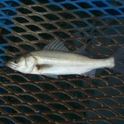 オリジナルメーカー海づり公園(市原市海づり施設) 釣果