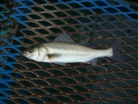 オリジナルメーカー海づり公園(市原市海づり施設) 釣果