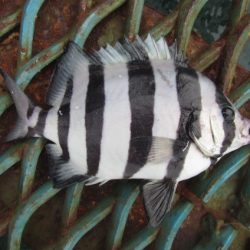 オリジナルメーカー海づり公園(市原市海づり施設) 釣果