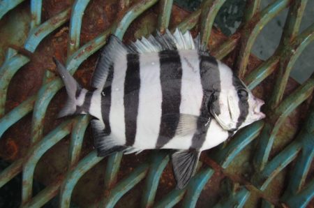 オリジナルメーカー海づり公園(市原市海づり施設) 釣果