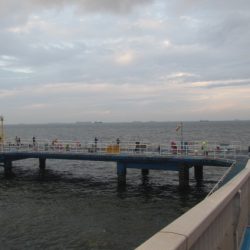 オリジナルメーカー海づり公園(市原市海づり施設) 釣果