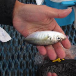 オリジナルメーカー海づり公園(市原市海づり施設) 釣果