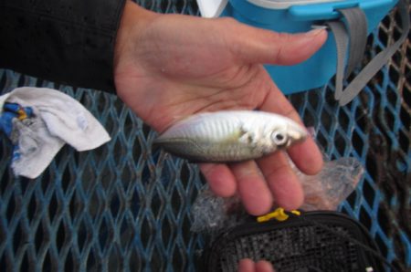 オリジナルメーカー海づり公園(市原市海づり施設) 釣果