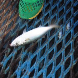 オリジナルメーカー海づり公園(市原市海づり施設) 釣果