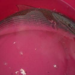 オリジナルメーカー海づり公園(市原市海づり施設) 釣果