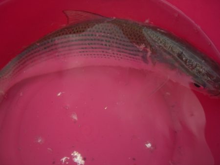 オリジナルメーカー海づり公園(市原市海づり施設) 釣果