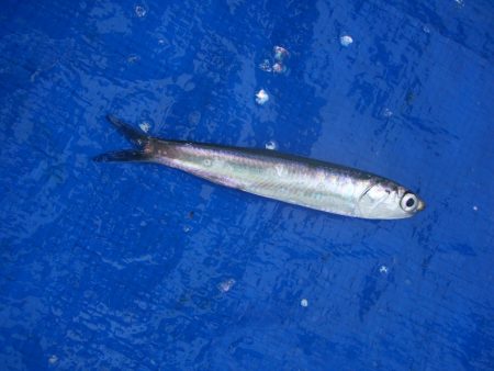 オリジナルメーカー海づり公園(市原市海づり施設) 釣果