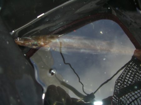 オリジナルメーカー海づり公園(市原市海づり施設) 釣果