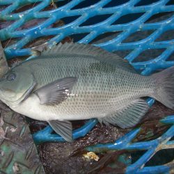 オリジナルメーカー海づり公園(市原市海づり施設) 釣果